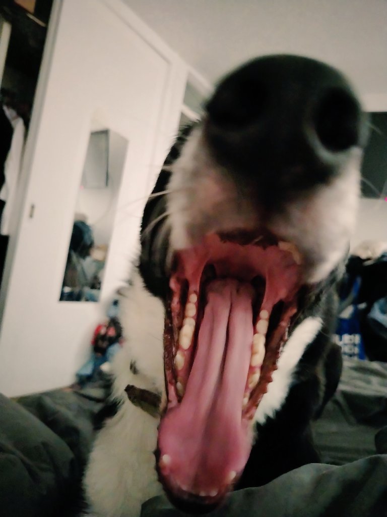 fernanda tweet media