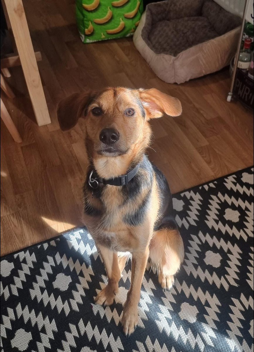 H2RScotland's tweet photo. Ralph is looking for a forever home - he’s very loving and loyal. He’d suit someone with a quiet home out of a built up area. Can you please share for Ralph, all his details are on our website here https://t.co/z58vVVDf9G 🙏🏼 https://t.co/1hwmeD7RTV