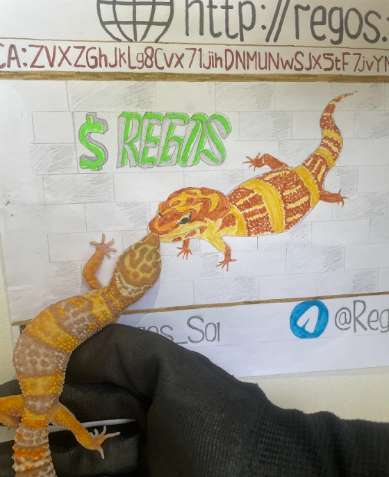 Regos_Sol's tweet photo. 444 HOLDERS! 
Gecko Gang, your belief makes this journey incredible – thank you!