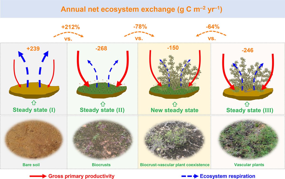 ManuDelgadoBaquerizo (@manudelbaq) on Twitter photo New <a href="/Biofunlab/">BioFunLab</a> manuscript
Coexistence of vascular plants and biocrusts under changing climates and their influence on ecosystem carbon fluxes
sciencedirect.com/science/articl…
Led by Weiqiang Dou & Bo Xiao w/<a href="/TadeoSaez/">Tadeo Saez</a>
<a href="/IRNAS_CSIC/">IRNAS Sevilla</a> New <a href="/Biofunlab/">BioFunLab</a> manuscript
Coexistence of vascular plants and biocrusts under changing climates and their influence on ecosystem carbon fluxes
sciencedirect.com/science/articl…
Led by Weiqiang Dou & Bo Xiao w/<a href="/TadeoSaez/">Tadeo Saez</a>
<a href="/IRNAS_CSIC/">IRNAS Sevilla</a>