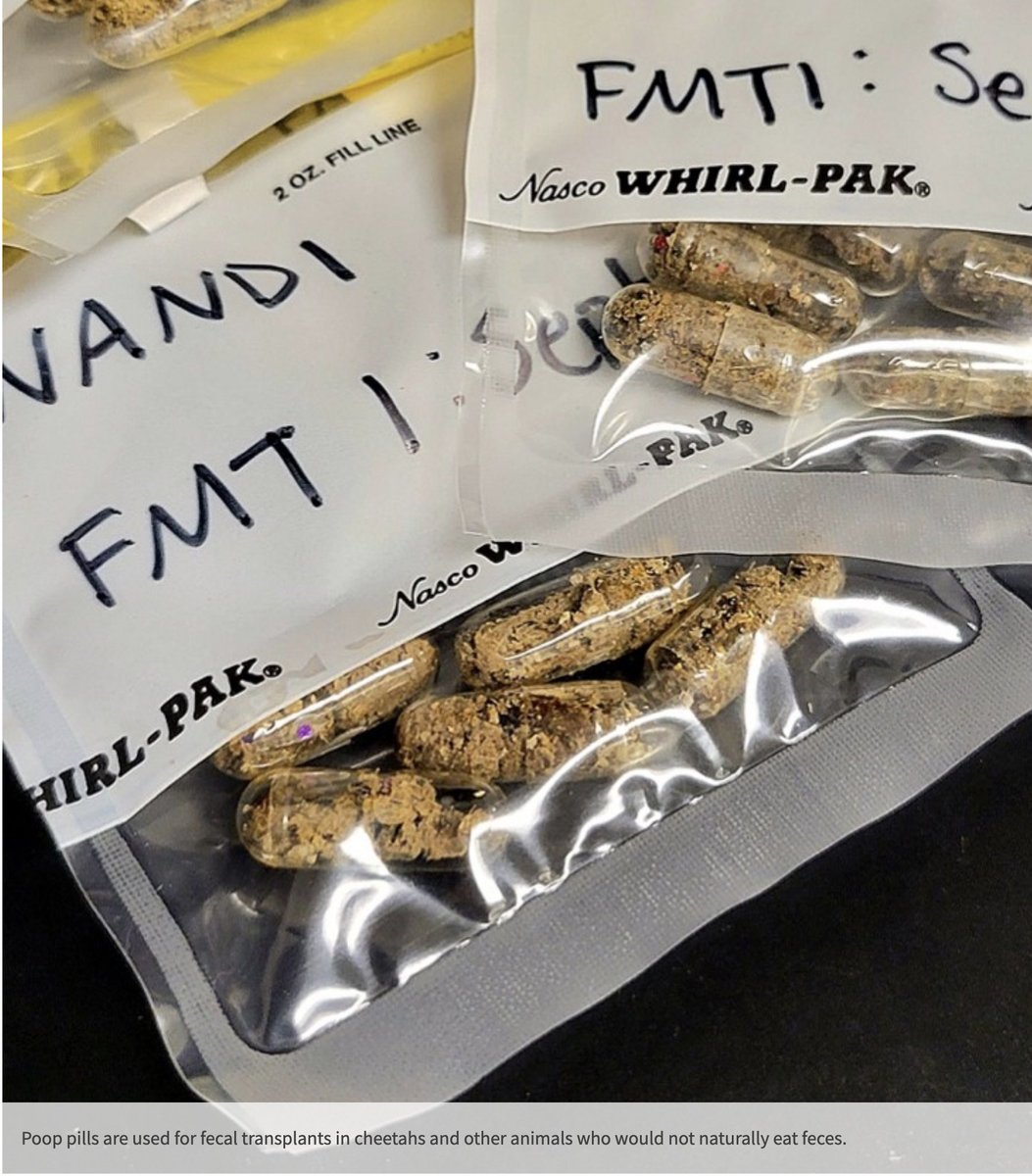 New paper on fecal microbiota transplants (#FMTs) in #cheetahs! Giving cheetahs FMTs after antibiotics led to faster gut #microbiome recovery. Important implications for maintaining healthy cheetahs in human care. Great work by <a href="/ScienceGalSal/">Sally Bornbusch</a> and team 

doi.org/10.1038/s42003…