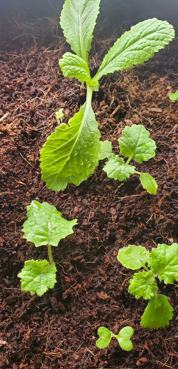 Zenenvirotech's tweet photo. Here's an up-close photo of Zenenvirotech's soilless experiment.  We are growing mustards and kale indoors in a mix of coco coir, neem seed meal, and kelp meal. The production area is housed in a fabric grow bag.

We do this to test seeds and grow medium combinations for farmers. https://t.co/5uS9SjIyJm