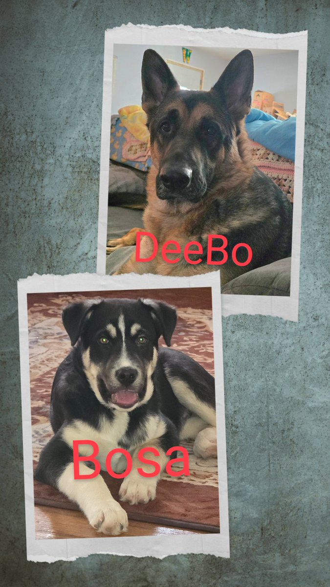 WannerMrs's tweet photo. @49ers we would love for you to meet our very own DeeBo and Bosa!!! We are always watching when the TV allows us here in Mahnomen, Minnesota. We will ALWAYS LOVE and SUPPORT our team. Wishing all a very MERRY CHRISTMAS and HAPPY NEW YEAR ❤️. Stay healthy and kick some ass!! https://t.co/n32uCMCVtJ