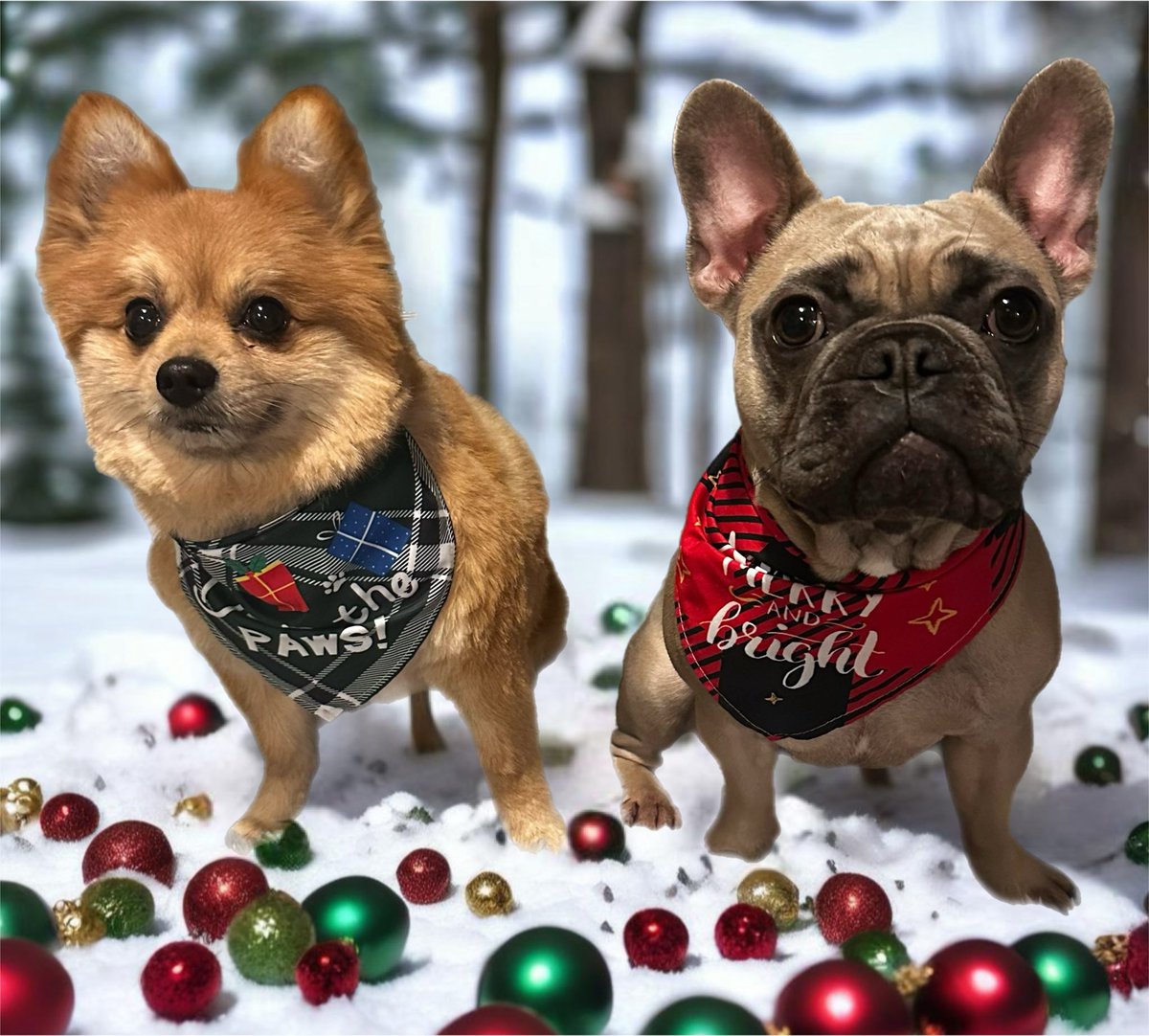 We hope you all had a good Christmas 🎅 Santa paws was good to me and my sister and Mumma 🐾