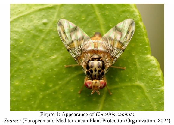 GrassrootsJnls's tweet image. 🍊Revolutionizing Citrus Protection in Konispol, Albania! 🪰 

🌟Title: Integrated Management of the Mediterranean Fruit Fly (Ceratitis capitata) on Citrus

📖Read the full paper: [doi.org/10.33002/nr258…]

 #SustainableAgriculture #FruitFlyControl #EnvironmentalSafety
