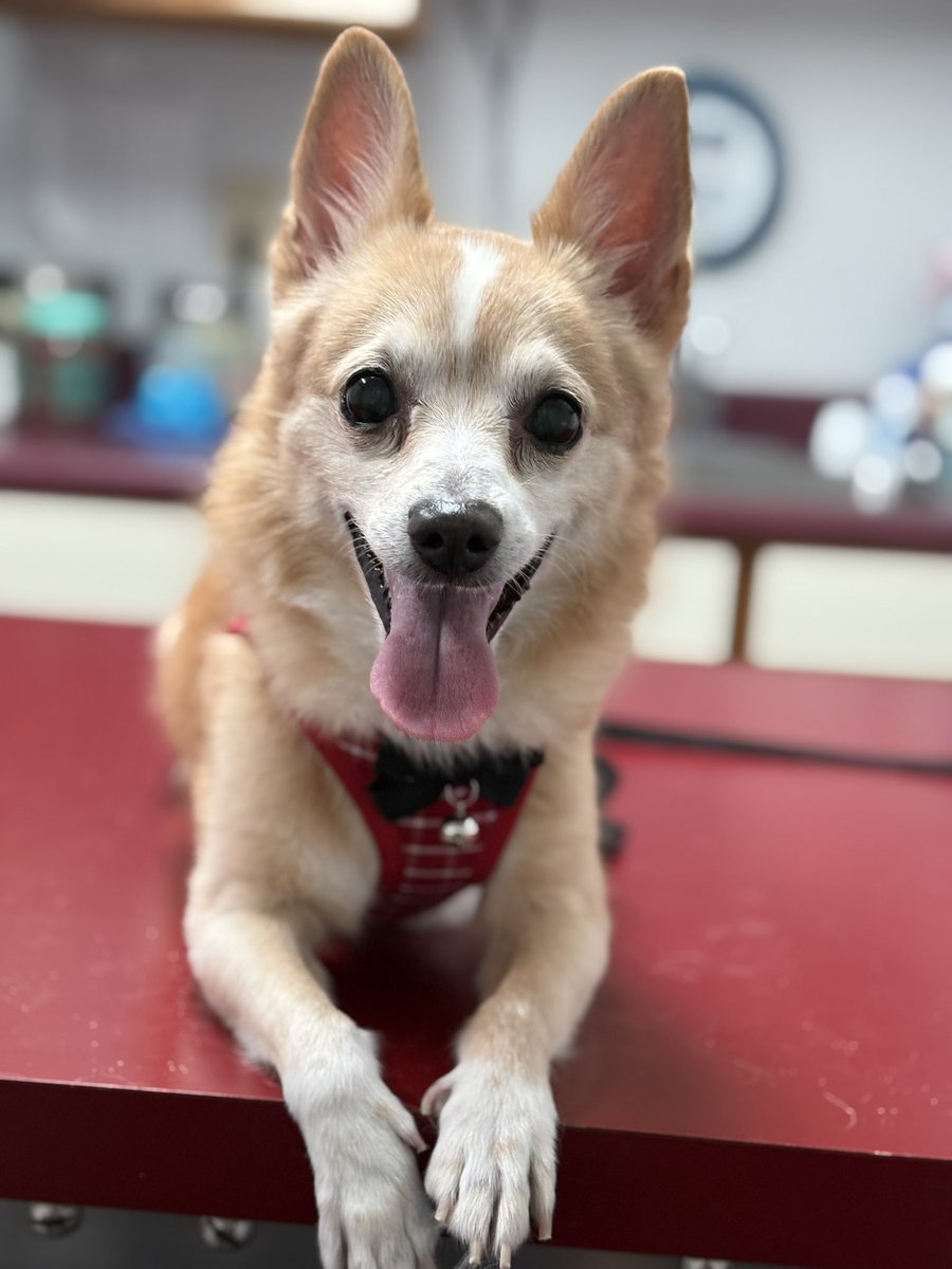 DatMeanChyck's tweet photo. Oh nothing just being the gift that keeps on givin, running up a $400 vet bill cause I like being dramatic😭 #HeyDjango Happy Holidays y’all! https://t.co/xAmegTDS0B
