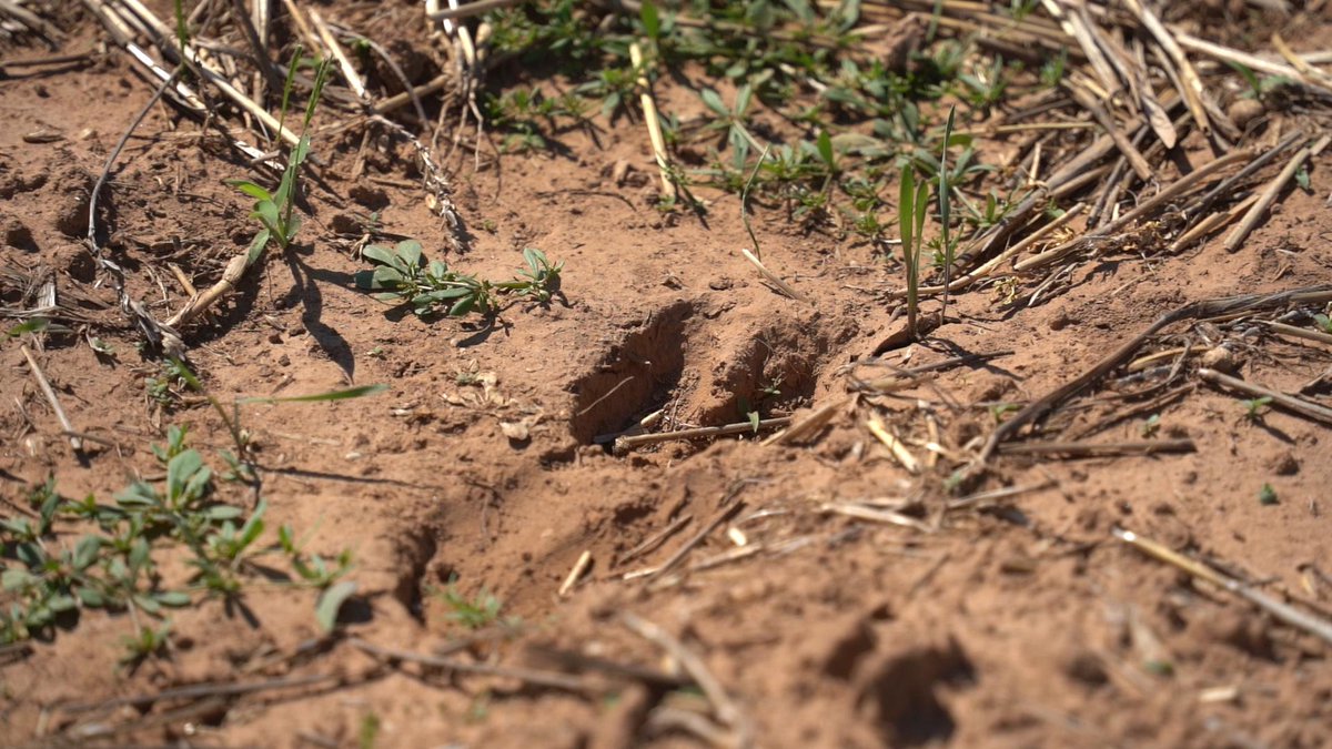 YamahaOutdoors's tweet image. Rugged, reliable, and ready for the field, this is hunting done right.
l8r.it/h71y

📸@Live_Americana @WTD_TV

#Yamaha #RMAX1000 #RMAX2 #ProvenOffRoad #REALizeYourAdventure #AssembledInUSA #Yamaha10YearBelt