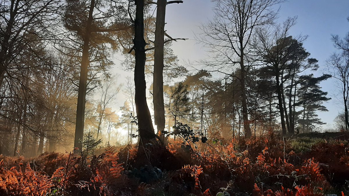 Het licht was mooi vandaag en de mist ook