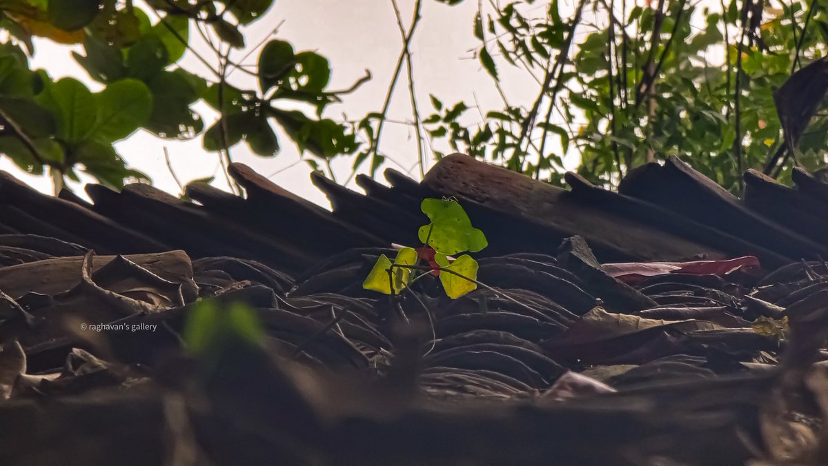 MrithulRaghavan's tweet photo. Even the leaves fall for you☘️ https://t.co/IkAEsCZZlW