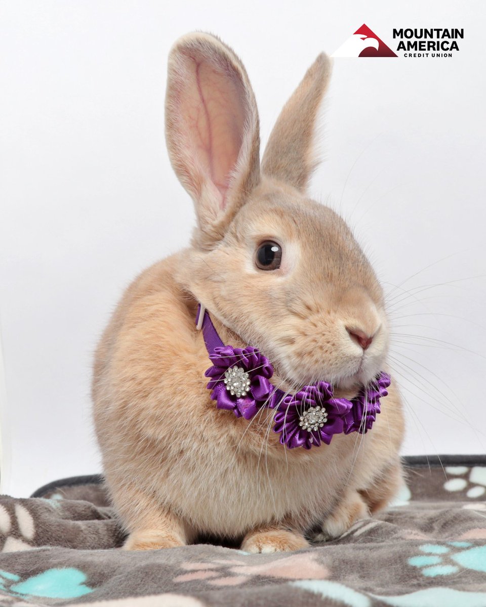 You don't have to follow the yellow brick road to meet this MUNCHKIN! 💛

Munchkin is a 2-year-old American Rabbit who may be little in size, but her personality is anything but! 🍭

Neglecting to adopt Munchkin would be WICKED! Meet her today at HSU! utahhumane.org/adopt 🐰
