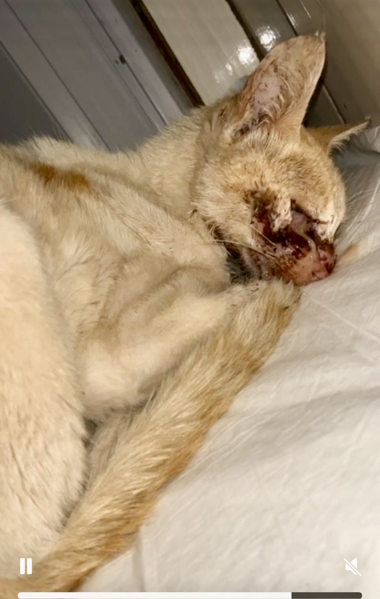 di_abrigo_davi's tweet image. Encontrei esse gatinho nessa situação, na verdade, ele me encontrou.Enquanto eu alimentava os gatinhos a noite nas ruas do povoado, ele aproximou já sem forças
Ele precisava ir ao veterinário,os gatinhos do abrigo não tem o que comer, também não temos areia,a situação do abrigo
+