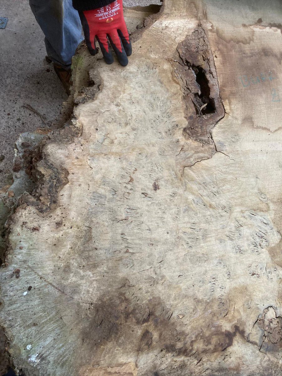 WenTimberCentre's tweet photo. These really interesting shaped burry Oak boards are available now. Coffee table anyone? #coffetable #burroak #diy #localtimber #nativehardwoods #britishhardwoods https://t.co/jKISyvBpBN