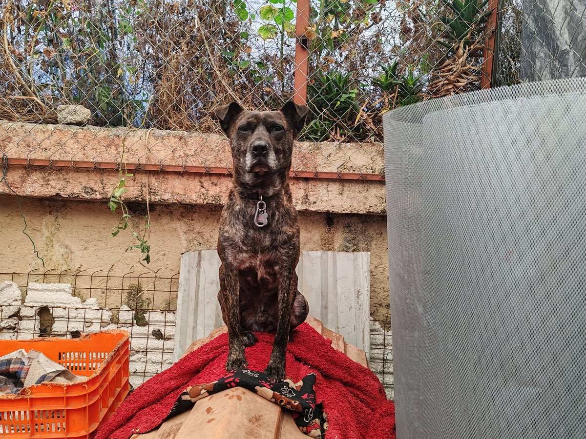 Las gárgolas existen al sur de la cdmx. El maquiavelo sobre su tejado en estado gárgola.