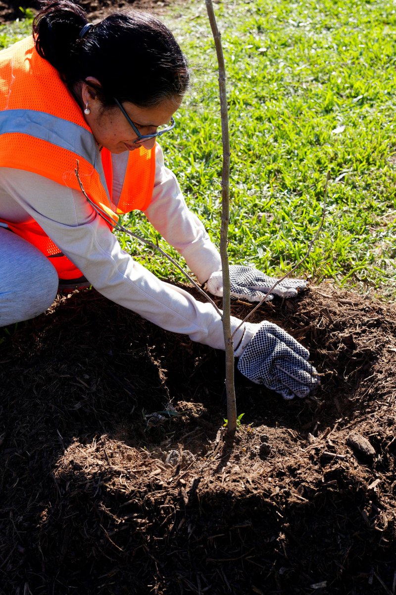 HARCresearch's tweet image. Sewa Intl. took a big step toward addressing #urbanheat challenges in our community by planting #trees in underserved neighborhoods. This initiative was informed by HARC’s #heatmapping data, which located areas experiencing the highest temperatures. See h3at.org 🌳