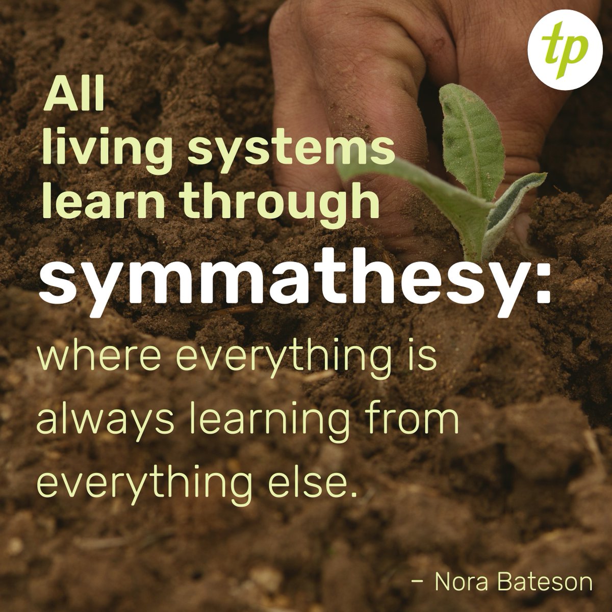 Triarchy Press tweet media