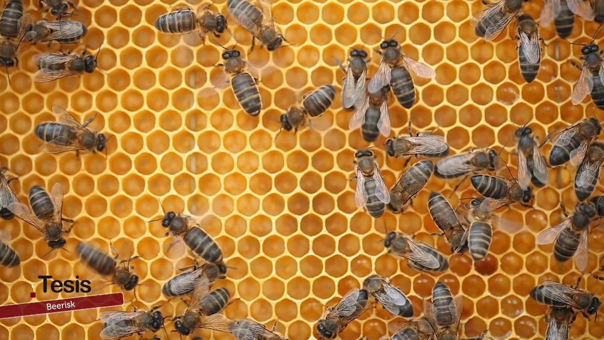 tesiscanalsur's tweet photo. 🐝 Descubre como el proyecto Beerisk de @CanalUGR protege a las abejas con un kit innovador de diagnóstico rápido.

📺 Este sábado por #AndalucíaTV @canalsur
👉 https://t.co/NHmlIcAHLb

#Beerisk #Biodiversidad #SaludDeLasAbejas #Apicultura #apinevada #DOPMielGranada @CoopsAgroGRA https://t.co/VjAxBseLqJ