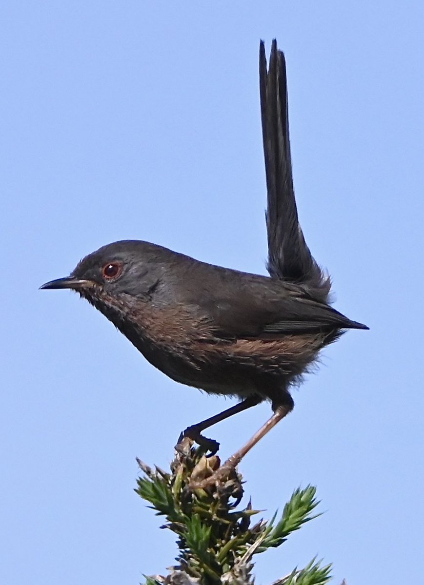 As it’s the holiday season, here’s a Dartford Warbler, from May this year, taken at Dungeness, on a much warmer day, than it is today.