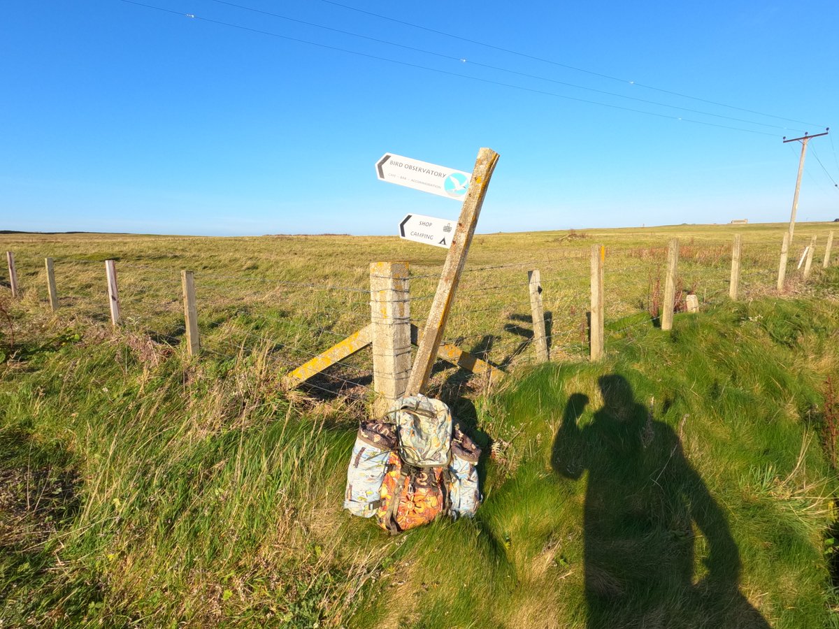 bird_games1's tweet photo. North Ronaldsay #fingerpostfriday
Photo 1: Bird Observatory Fingerpost
Photo 2: View Across North Ronaldsay Firth Towards Start Point Lighthouse on Island of Sanday
Photo 3: Stevenson's Rocket? near Dennis Head
Photo 4: Standing Stone.
#NorthRon #Dennishead https://t.co/FTjwXRYYtA