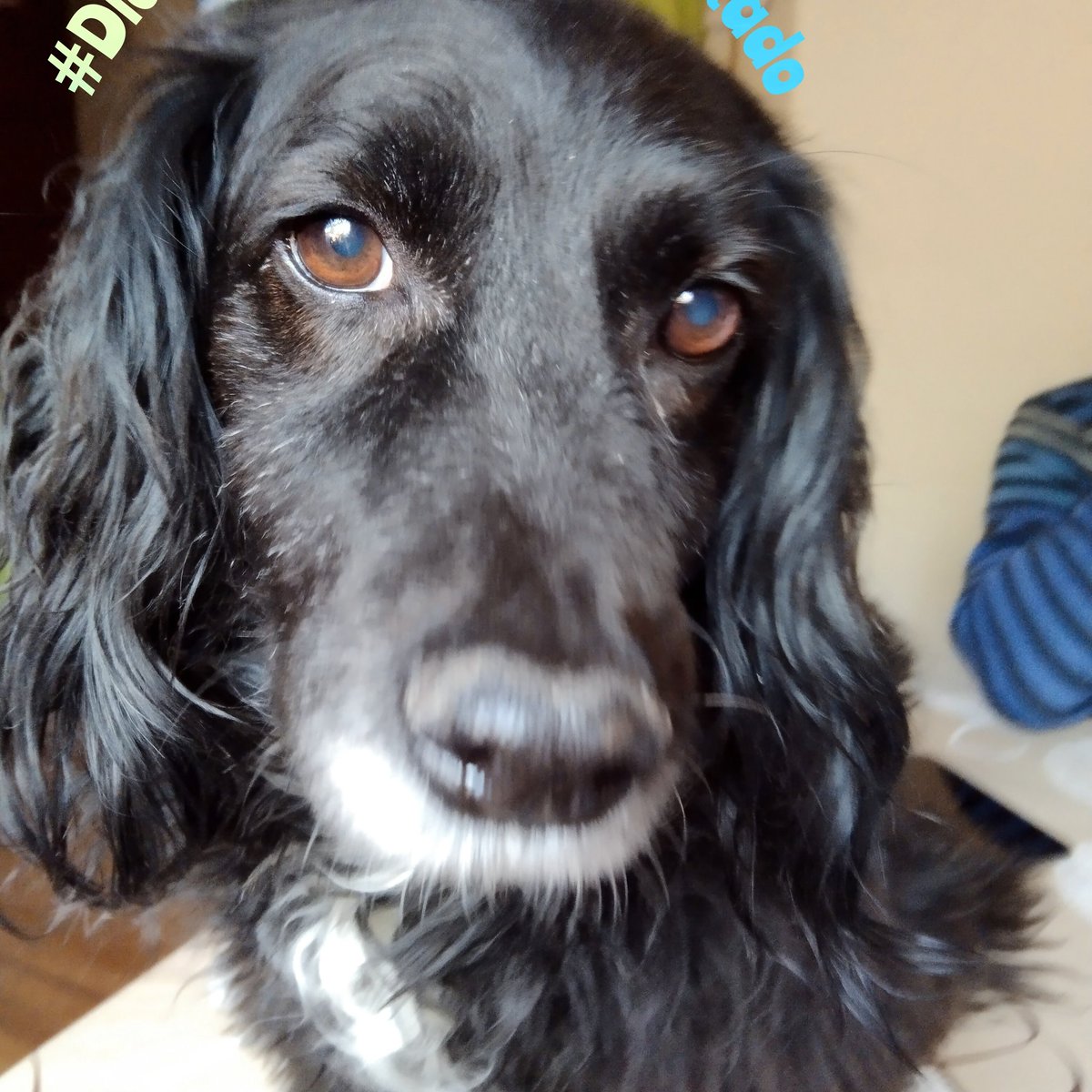 <a href="/pablocasx1/">Pa Cas🤜🤛</a> Mi perro me adoptó un día,hace 13 años. Bajé del colectivo, él venía corriendo y se lanzó a mis brazos como si me conociera de toda la vida. A veces le hablo de ese momento y él se hace el distraído,como si nada.