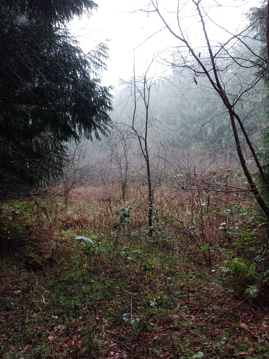 Dog walk. They’re in here somewhere.