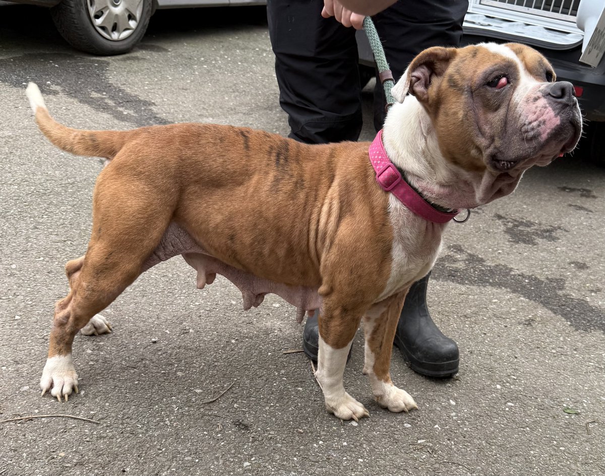 Animal Adoptions UK 🐕‍🦺🐈🐎❤️ tweet media