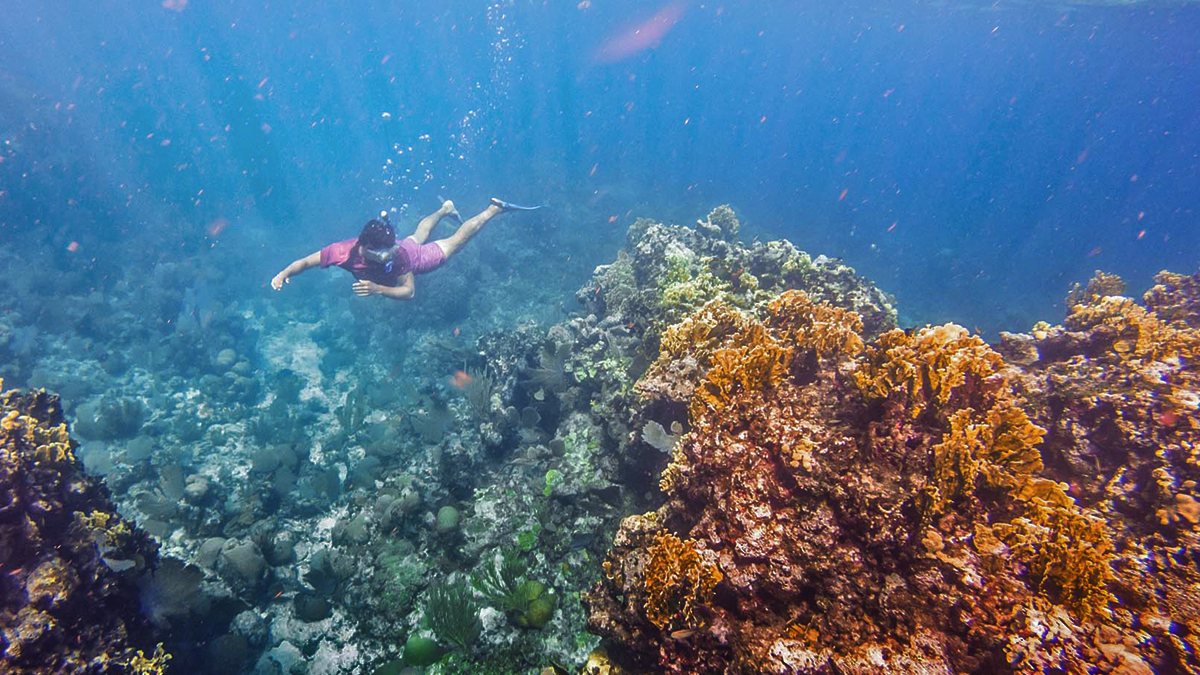 CocoPlumCay's tweet photo. The crystal-clear waters and biodiversity make Belize a bucket-list destination for snorkeling. Dive in—you won’t just see beauty; you'll feel it all around you.
https://t.co/FudseNlbfl https://t.co/JUaAK2Ulzj