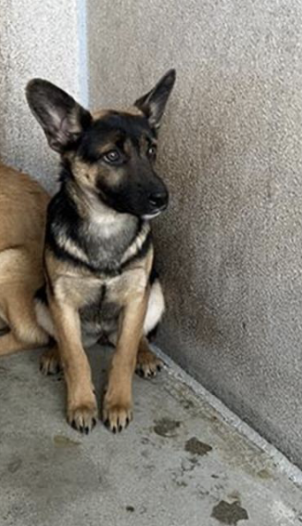 A beautiful, intelligent and extremely loyal breed, Peach #A5666104 is likely the result of a no-good breeder who just couldn't make that sale. She's just 14 weeks old, terrified and has been waiting since November in Lancaster CA. With no networking or posts she's invisible and