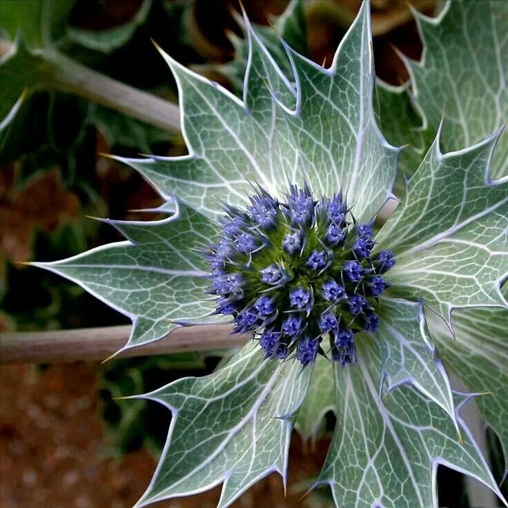 Untamedpath's tweet photo. "Sea Holly's intricate beauty - a coastal gem."ย #seaholly #coastalflora #naturephotography #blueflowers https://t.co/lg9x5ila99