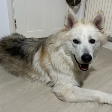 Please retweet to help find a rescue space for this stray/abandoned dog found #GREENWICH #LONDON #UK - Now in a council pound, he is at risk of euthanasia🆘
Male German Shepherd, white, no chip found 19 Dec.  This pound will not allow the public to adopt.  Proof of ownership