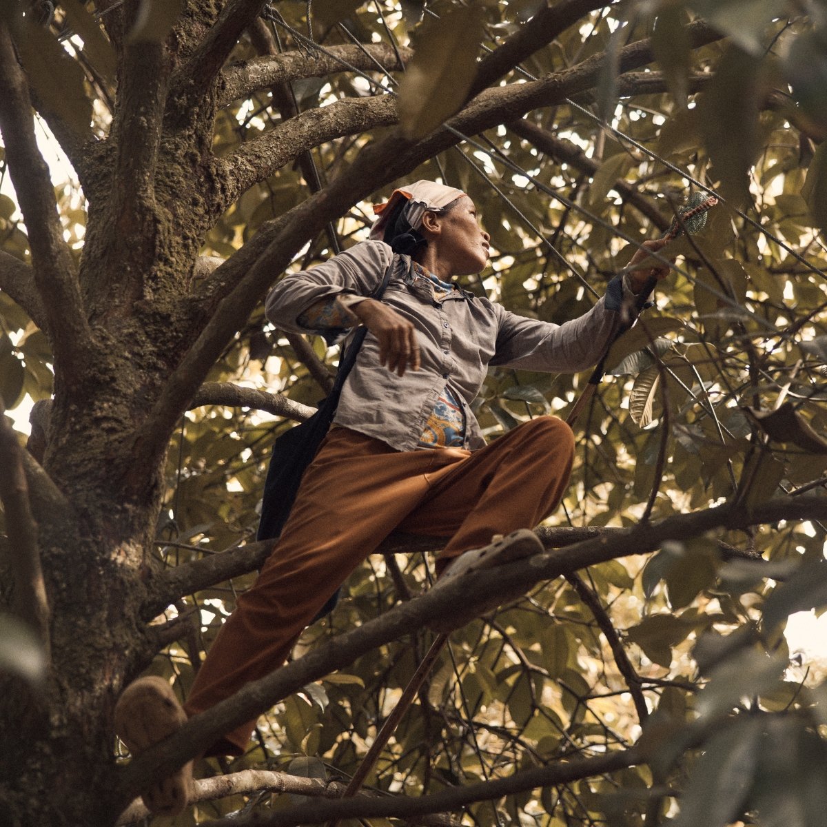 From our trees into your hands... Witness the dedication of our Thai farmers as they climb to harvest the finest mangosteens, nature's superfruit.

#Mangosteen #MangosteenMagic #Thailand #Superfruit