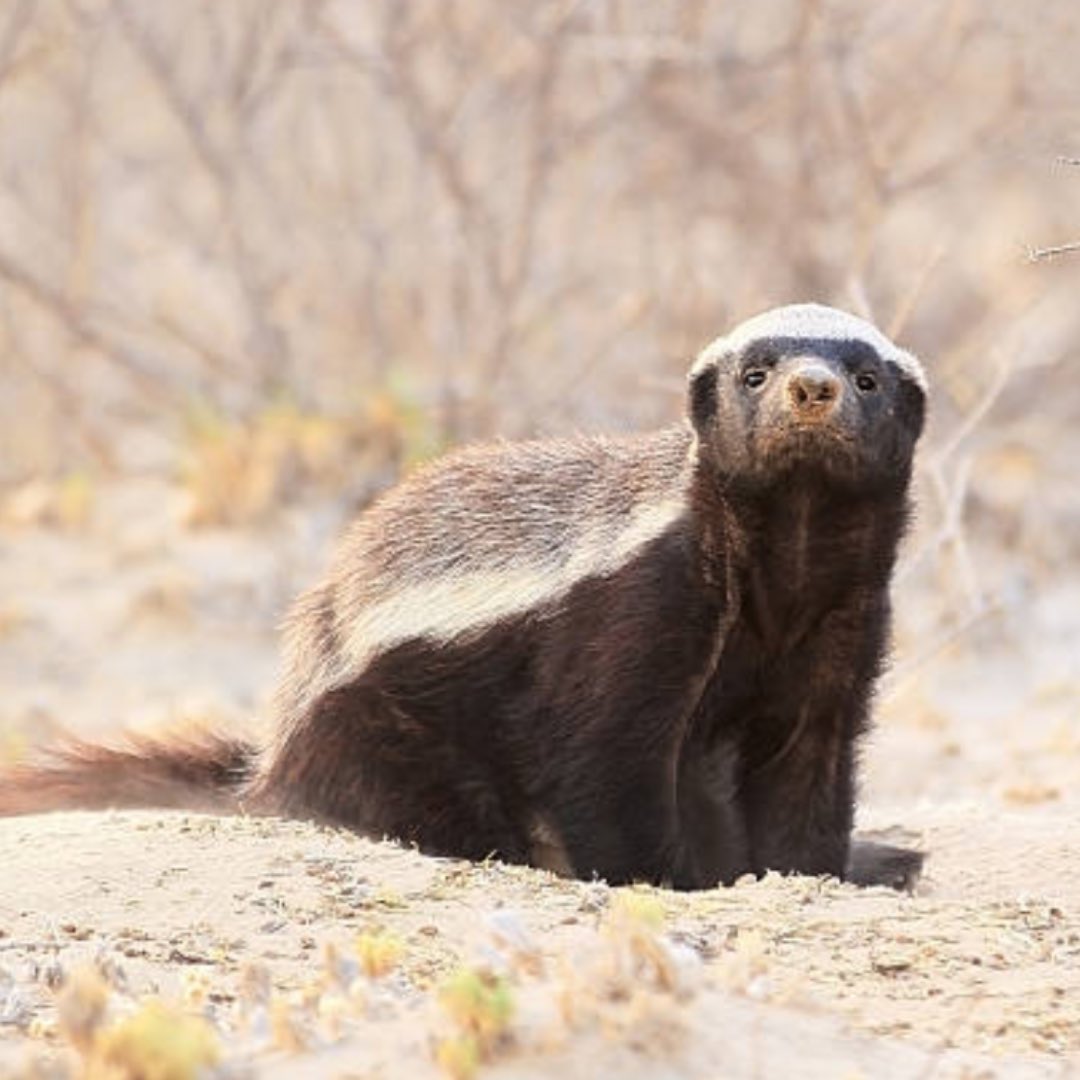 SeeOnSea's tweet photo. 🐾Le ratel est le dur à cuire de la savane ! 

🐍 Immunisé contre le venin, s’il tombe inconscient, il se relève rapidement.

🍯 Un amateur de miel, il s’attaque aux ruches pour se régaler. 

🦡 Malgré sa petite taille, il n’hésite pas à tenir tête à des prédateurs redoutables. https://t.co/fUXXNu3eG1