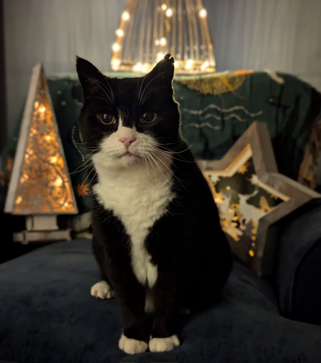 DiploMog's tweet image. Happy holidays! Excited about 2025. I've got my Dreamies packed, my fur is purrfect, and I'm ready for an adventure. Stay tuned for some exciting news. 🐾