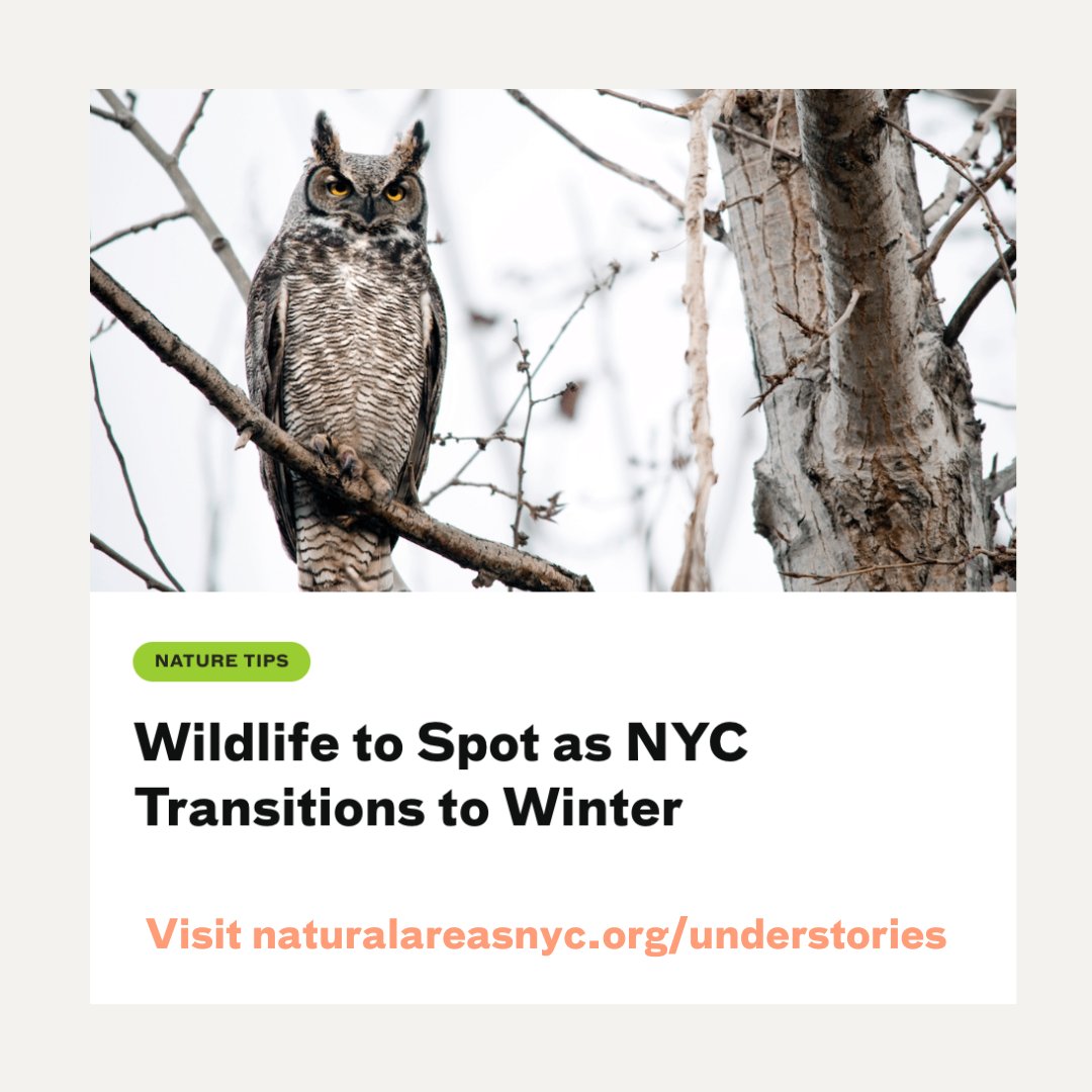 Keep your eyes peeled this winter for active wildlife! From great horned owls to downy woodpeckers, there's plenty out there to delight in the colder seasons of New York City. 

Revisit our blog post on winter wildlife for a full list of fauna you may see: bit.ly/4ixtxgX