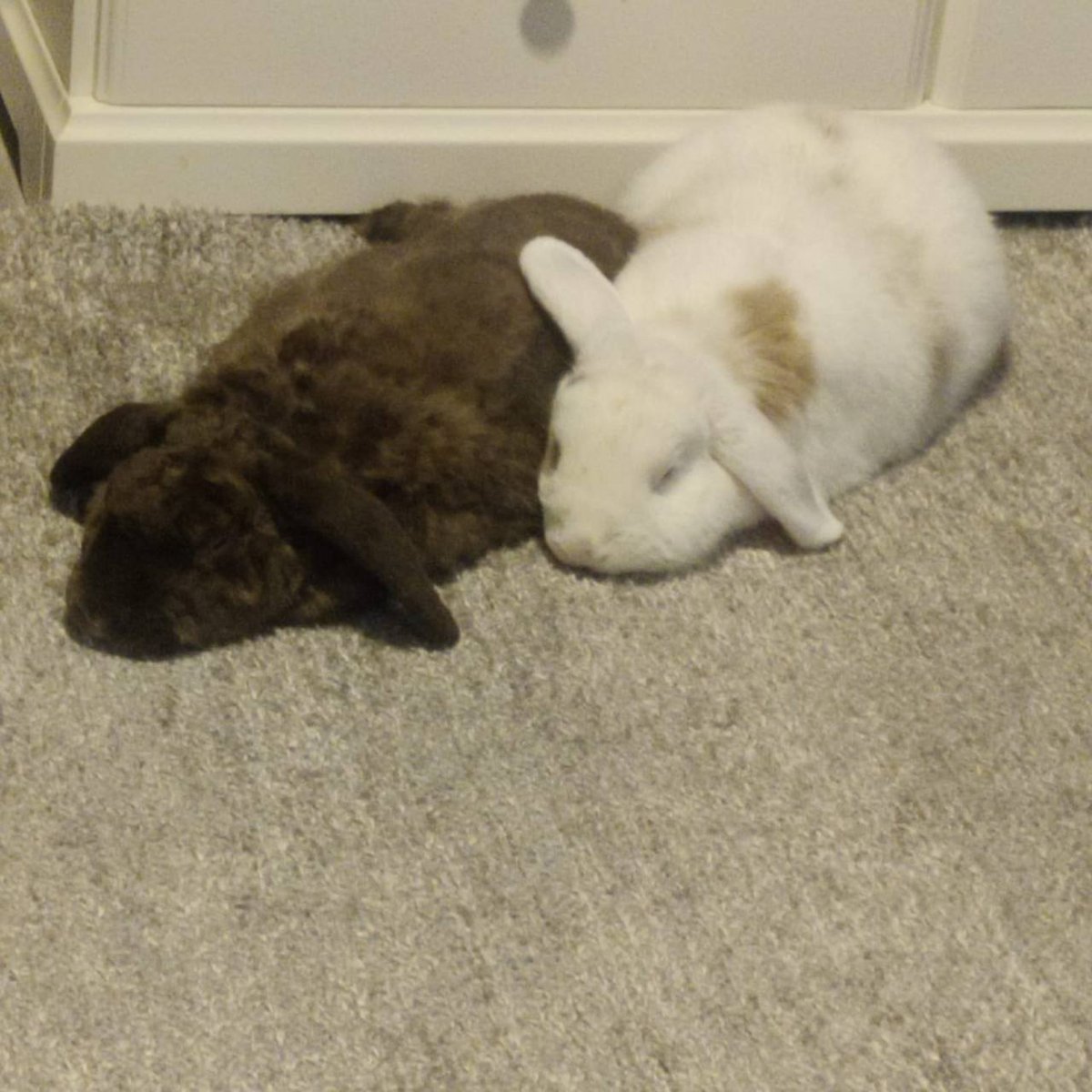 i got sent a pic of the bunnies today... napo is suck a flat fuck