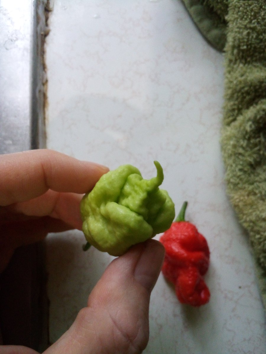 burntfry90's tweet photo. A perfect tail on this green death spiral pepper. https://t.co/jia78tEf31