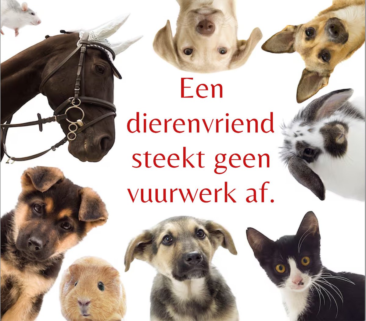 Sjako den Aap 🐵 Mischa 🌈 Toulouse🌈 T. Beer🌈 (@sjakodenaap) on Twitter photo 