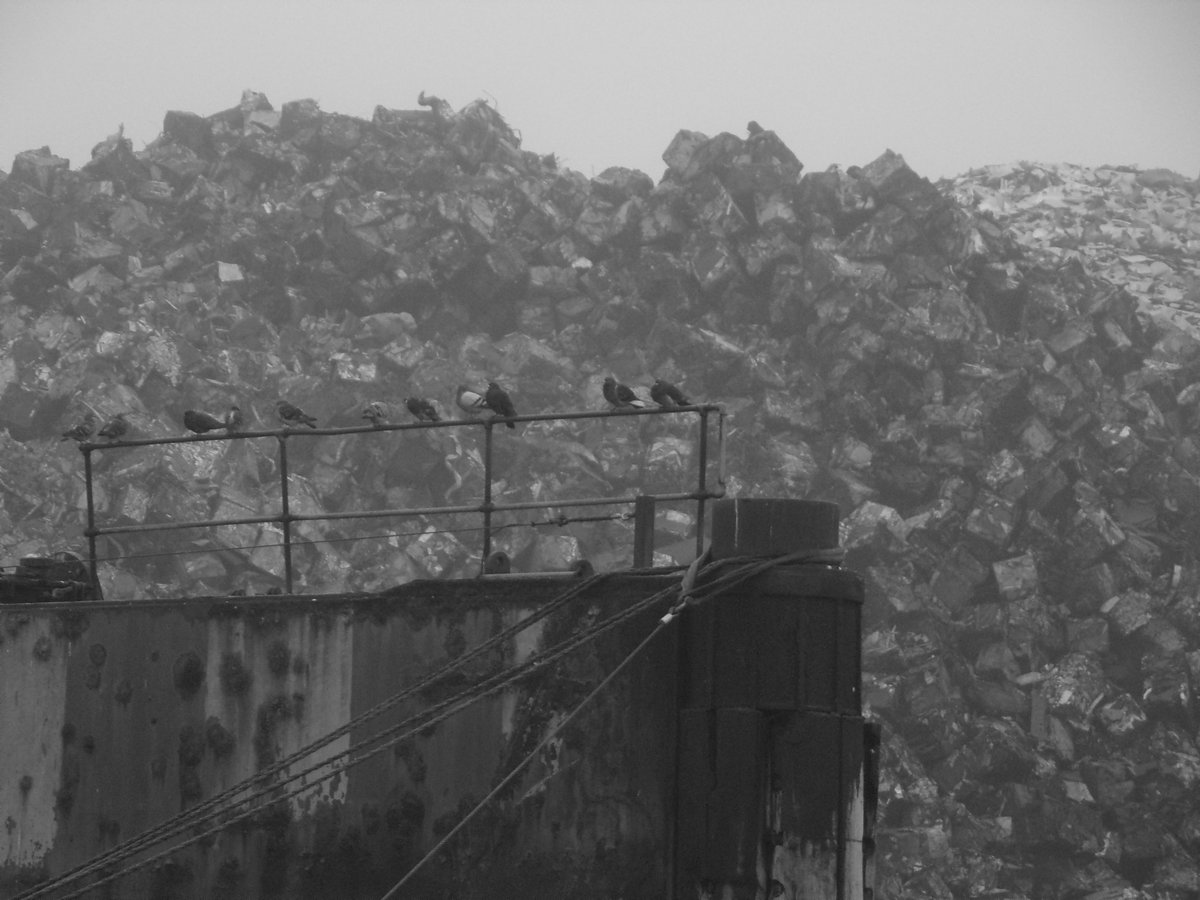 Down at the dock. My photo taken today. The bulk carrier ships collect this scrap. None there today though. #Liverpool #photooftheday #PHOTOS #birds #CityLives