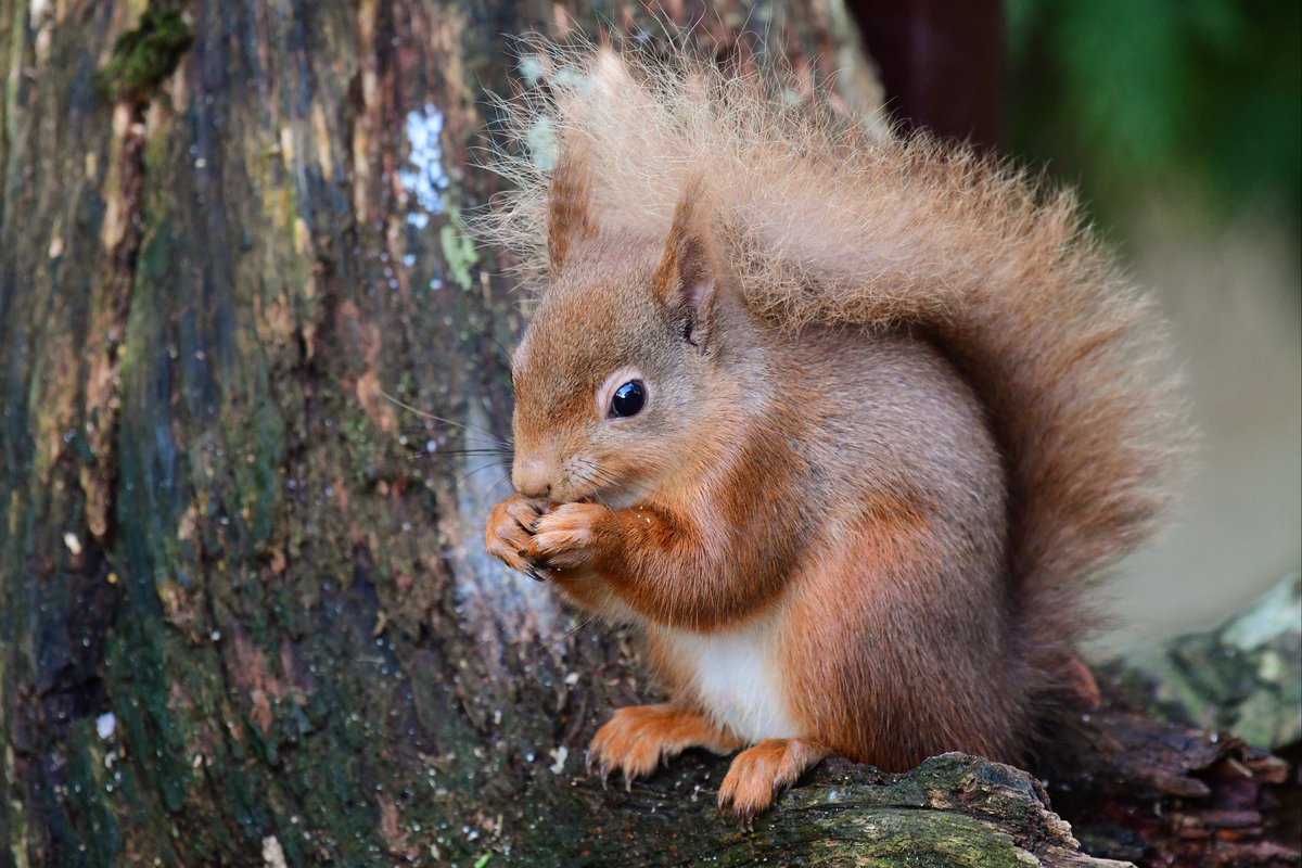 Wee Red enjoying a tasty snack 😊😍♥️🐿️
