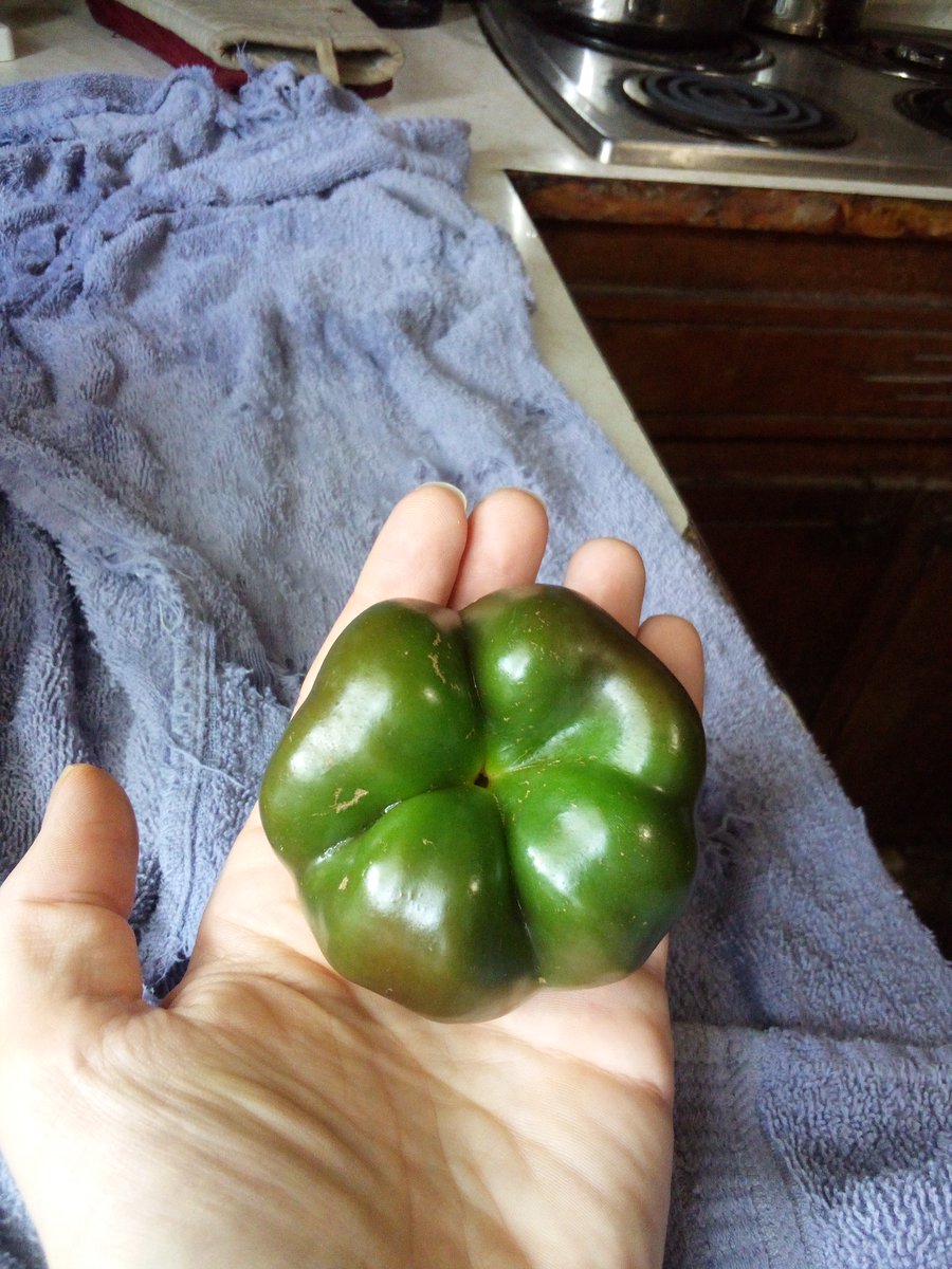 burntfry90's tweet photo. Despite these two being from different family's. Nature decided to cross a bell pepper (Capsicum Annuum) with a mini scotch bonnet (Capsicum Chinense). There was no heat that I could detect. It was very sweet. Also, the plant itself suffered from some weird rotting at the nodes. https://t.co/cC0Uut8171
