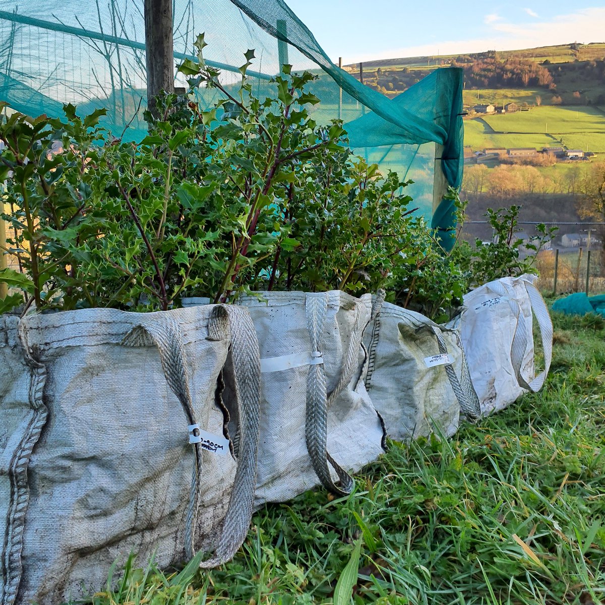 Forus Tree @forustree.bsky.social tweet media