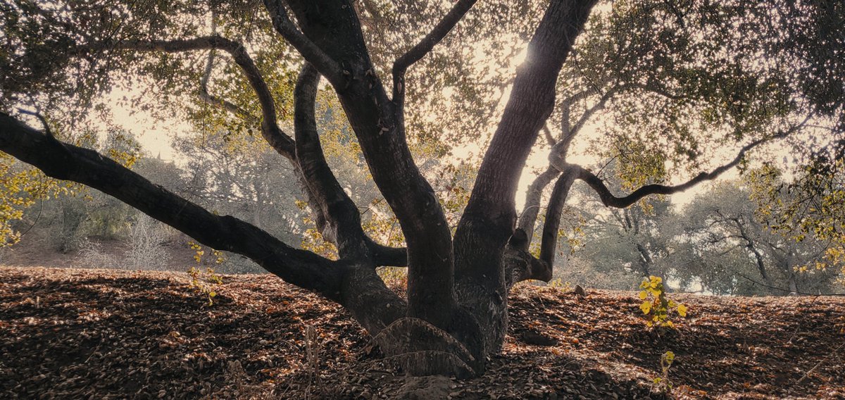 theoilpainter's tweet photo. Canopy. Dehancer Fujicolor Pro 400H. Kodak 2383 film print. https://t.co/Eic33FEDpq