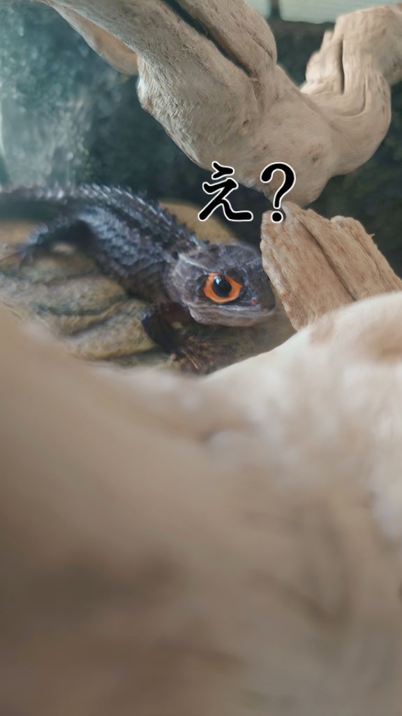今日は今年最後のアカメーずメンテ日✨

#アカメカブトトカゲ