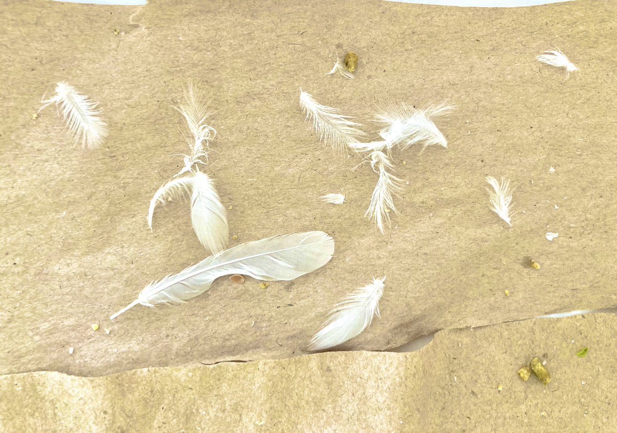 ❤☆もも今日も元気☆さま❤天使の羽根出しSession❤ 縦型歌枠】癒しバラードお届けします🕊✨初見さん歓迎 singing