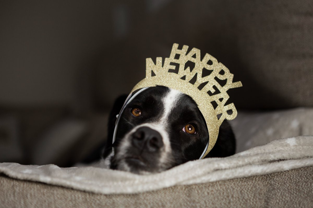 UnRuffledPets's tweet photo. 🎉Is your pet feeling anxious with the New Year's celebrations around the corner?

Discover how pheromone products can help keep your pet calm and happy.

Read more: https://t.co/ZfrpHCsE2D

#PetCare #NewYears #Pheromones #CalmPets https://t.co/GlgsDlOI2O