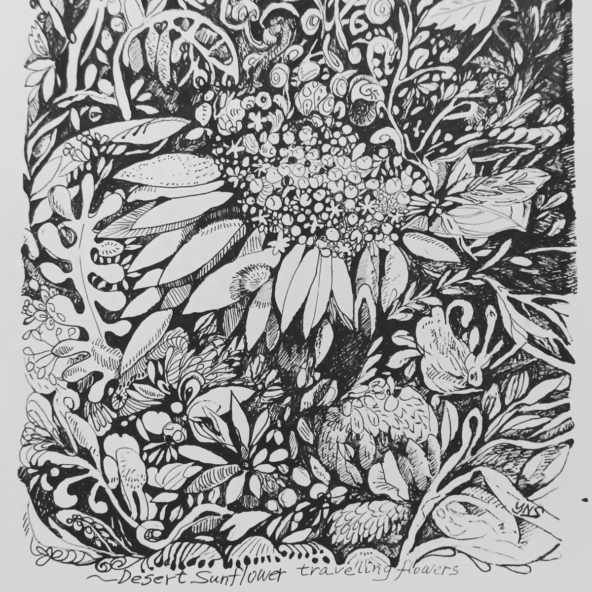 yumikoshafer's tweet photo. ペン画 traveling flowers 新作 2点 来年はもっとイメージを膨らませて描いていこう。#pendrawing #plantdrawing #botanicalart https://t.co/tBa44Wbc5E