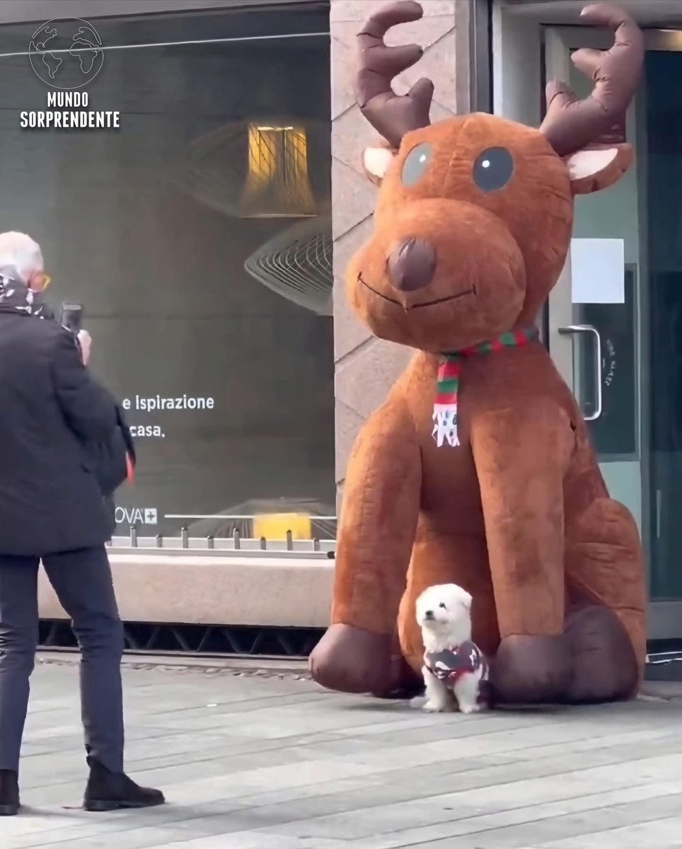 💖 (@twaniimals) on Twitter photo 