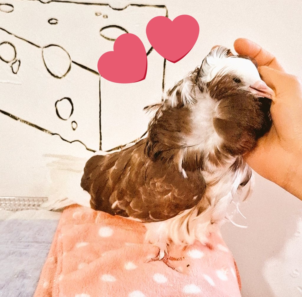 mimi88nini's tweet photo. おはようございます🔆
昨日は無事お仕事も締めてきたので…
埼玉県の入間にあるPig a Booさんに
遊びに行きました～✨
 
ミニブタさんも猫さんも鳥さんも
みんなご挨拶来てくれて可愛い～🐷🐱🐦♥

スフレパンケーキもすっごいおいしかったです😋♥

また来年たくさん遊びに行きます🎶
＃PigaBoo https://t.co/BtMoEZis3e