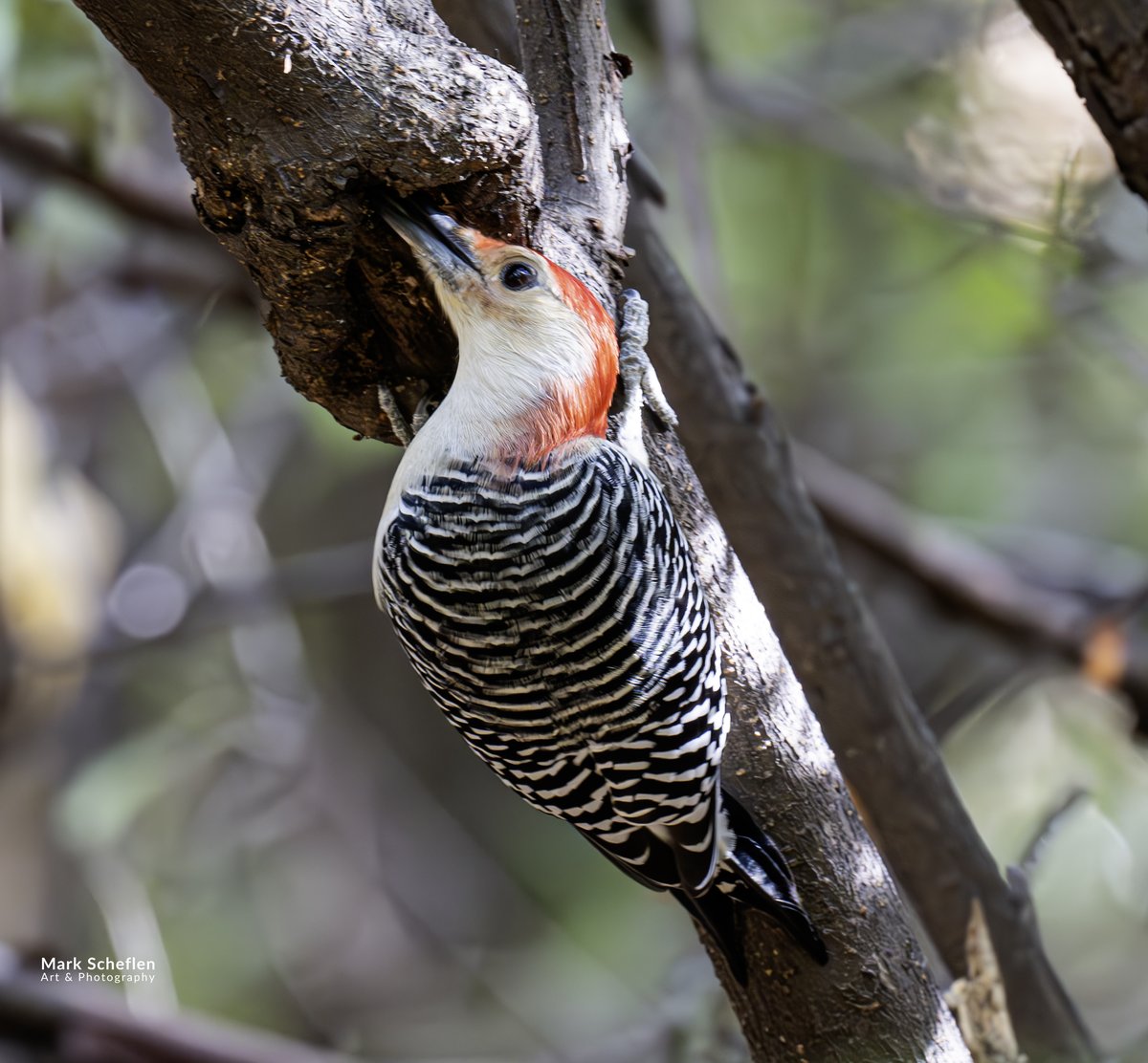 charlieschef's tweet image. Red-bellied #Woodpecker enjoying a meal,  North Woods, Central Park, NYC markscheflen.com #birdphotography #natgeoyourshots #birdsofintagram #twitternaturephotography #wildlifeplanet #earthofficial #nycbirdalliance #sierraclub #birdcpp #birdsseenin2024🇳🇱 #naturephotography