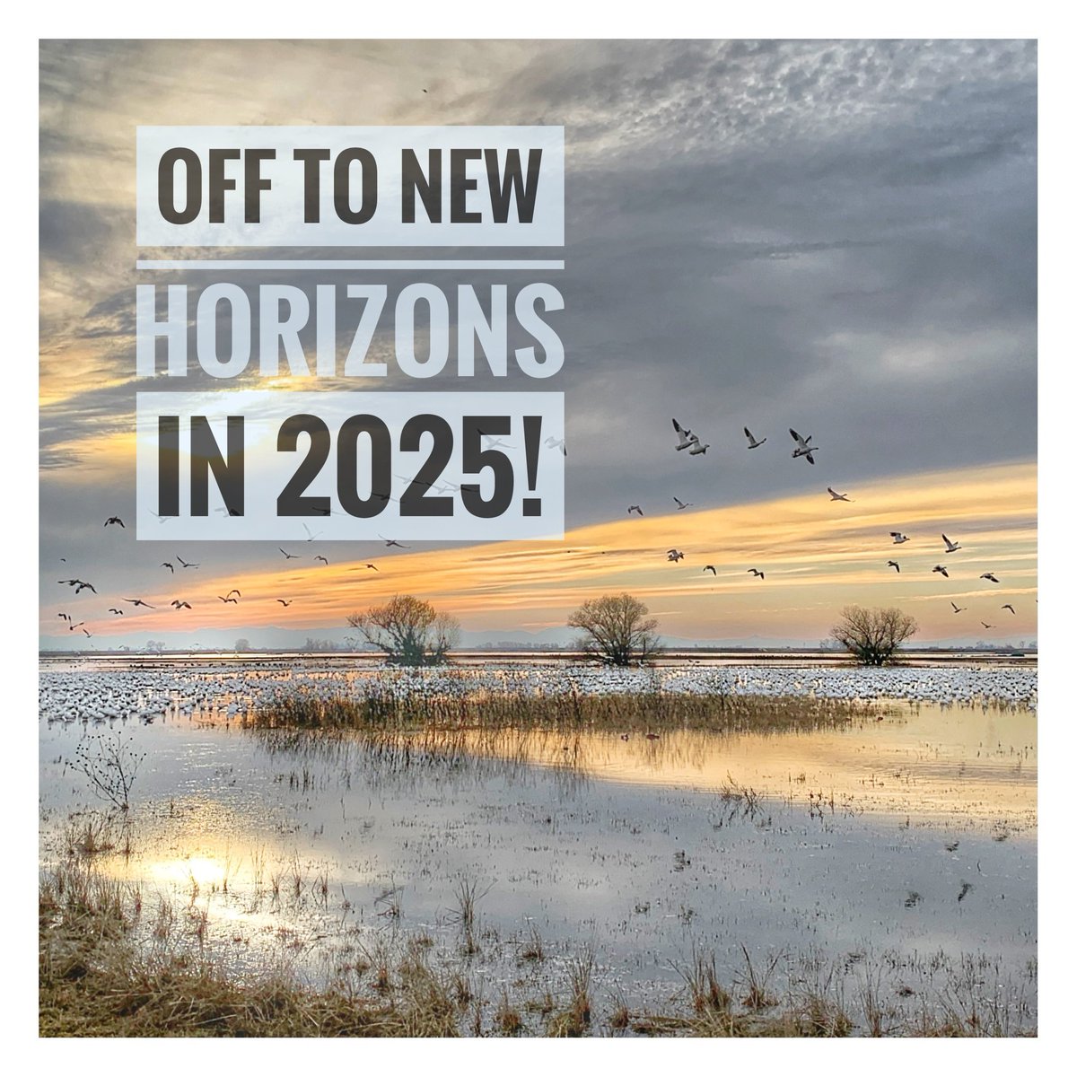 Wishing you a year of bold ideas, new opportunities, and successes worth celebrating and sharing.
(I took this photo of snow geese at Merced National Wildlife Refuge)