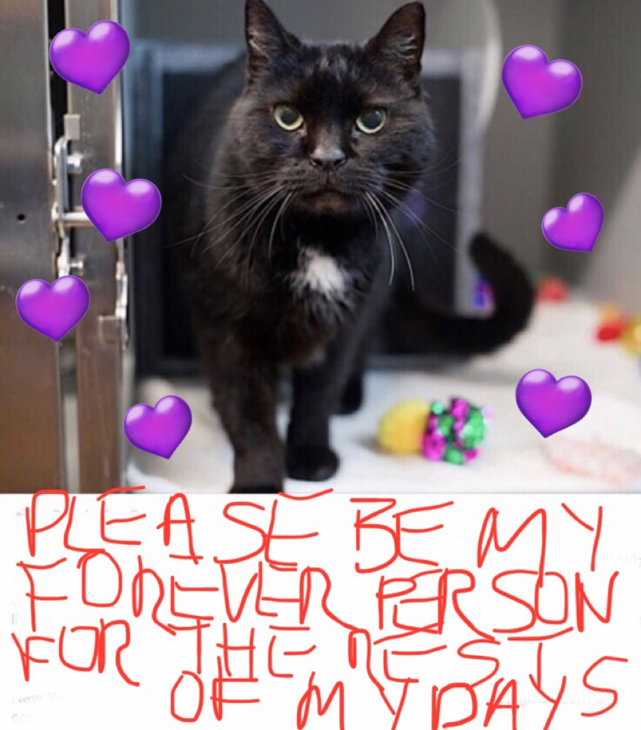 🆘CODE RED: BEYOND URGENT🆘
Sweet, gentle, very loving WIZ (safe in rescue) is living on borrowed time and is DESPERATE FOR LOVE💔

PLEASE #FOSTER or #ADOPT HIM NOW‼️

➡️ RT/SHARE WIDELY ⬅️
#cats #NYC #AdoptDontShop #HOSPICE #HELP #SharingSavesLives 
RT@LOVE_CATS